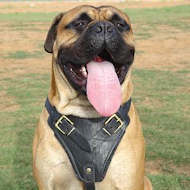 leather dog harnss for bullmastiff - black dog harness