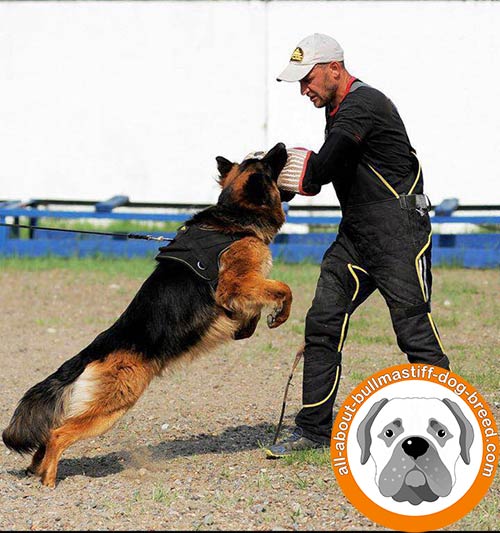 Durable nylon dog harness for efficient training