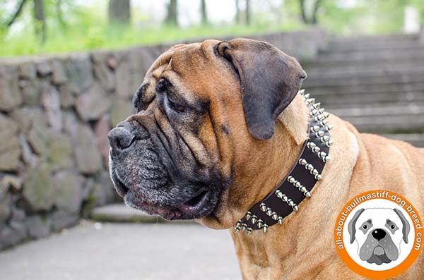 Luxury leather spiked Bullmastiff collar for walks
