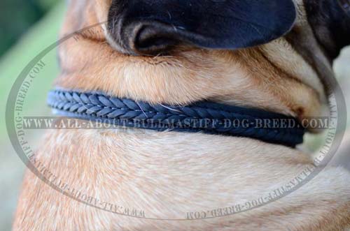 Leather Dog Collar Fancy