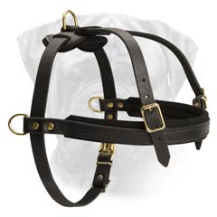 Choose the Best Leather Dog Harness
