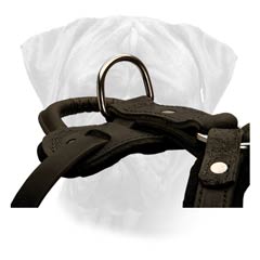 Training Leather Harness for Bullmastiffs with Strong D-ring for Leash Hook Up