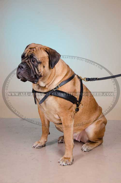 Light-Weight Leather Bullmastiff Harness for Easy Tracking and Pulling