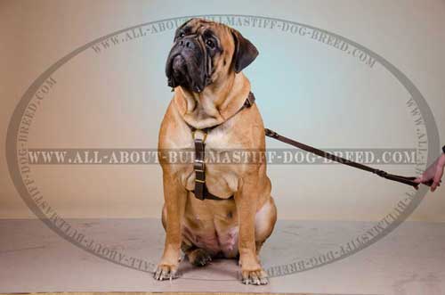 Light-Weight Leather Dog Harness for Bullmastiff Tracking