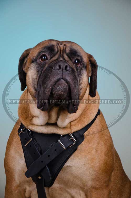 Comfortable Leather Dog Harness for Bullmastiff with Padded Chest Plate