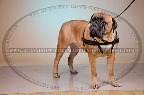 Leather Bullmastiff Harness with Soft Felt Padded Front Strap