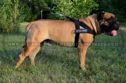 Heavy-Duty Nylon Dog Harness for Bullmastiff with Patches