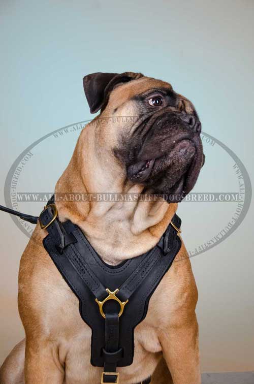 Dog Harness Durable brass plated fittings