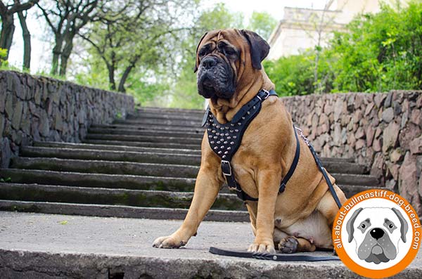 Comfortable Bullmastiff leather harness for any purpose