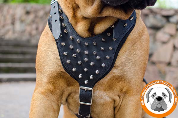 Fancy decorated leather Bullmastiff harness for daily walks