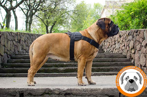 Any weather Bullmastiff nylon harness with wide straps