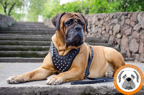 Extraordinary leather Bullmastiff harness with wide straps