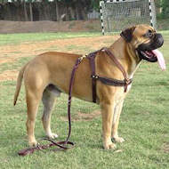 tracking pulling bullmastiff  leather dog harness-large dog harness