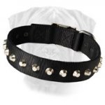 1 Row Studs Dog Collar-1 1/4" for Bullmastiff
