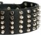 Pyramid Studs on Leather Dog Collar for Bullmastiff