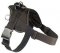 Looking for EzyDog Harness for Bullmastiff