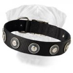 Nylon Bullmastiff Collar with Silvery Conchos