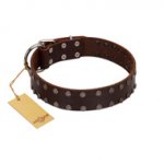 "Star Party" Handmade FDT Artisan Brown Leather Bullmastiff Collar with Silver-Like Studs