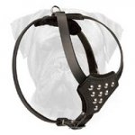Studded Leather Bullmastiff Puppy Harness for Stylish Walking