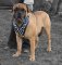 Bullmastiff Spiked Leather Dog Harness