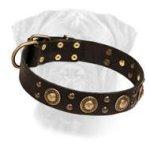 Leather Bullmastiff Collar with Brass Decoration "Golden knights"