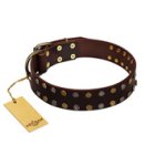 "To the Moon and Back" FDT Artisan Brown Leather Bullmastiff Collar with Bronze-like Star Studs