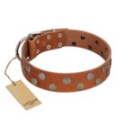 "Ancient Symbol" Trendy FDT Artisan Tan Leather Bullmastiff Collar with Silver- and Gold-Like Studs