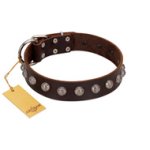 "Lucky Silver" Designer Handmade FDT Artisan Brown Leather Bullmastiff Collar