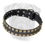 Bullmastiff Leather Collar Studded - Classy Exclusive Design