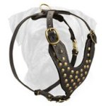 Designer Brass Studded Leather Dog Harness for Bullmastiffs