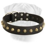 Gorgeous Wide Leather Dog Collar for Bullmastiffs
