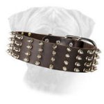 Wide Leather Spiked Bullmastiff Collar Top Paw Style