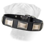 Gorgeous Super Wide Hand Decorated Leather Collar with Large Plates for Bullmastiffs