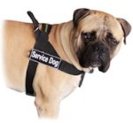 Nylon Bullmastiff Harness for Pulling, Tracking, Training and SAR
