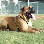 Lightweight Leather Canine Harness for Bullmastiff Breed Dog Tracking