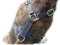 Ultimate Tracking Harness for BullMastiff