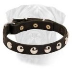 Trend-Perfect Leather Puppy Collar with Nickel Half-Ball Studs for your Bullmastiff
