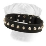 Leather Bullmastiff Collar Mighty King with Nickel Pyramids