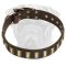 Superb Leather Walking Bullmastiff Collar with Shiny Plates