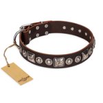"Pierian spring" FDT Artisan Brown Leather Bullmastiff Collar with Silvery Decorations