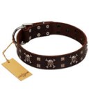 "Menacing Allure" FDT Artisan Brown Leather Bullmastiff Collar Embellished with Silvery Crossbones and Square Studs