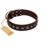 "Kingly Grace" FDT Artisan Brown Leather Bullmastiff Collar with Silver-like Dotted Studs