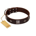 "Cold Star" Designer FDT Artisan Brown Leather Bullmastiff Collar with Silver-Like Adornments