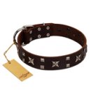 "Bigwig Woof" FDT Artisan Brown Leather Bullmastiff Collar with Chrome Plated Stars and Square Studs