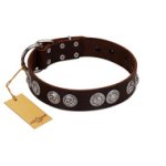 "High and Mighty" FDT Artisan Classy Brown Leather Bullmastiff Collar with Embellished Brooches