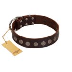 "Starry-Eyed" Best Quality FDT Artisan Brown Designer Leather Bullmastiff Collar with Small Plates
