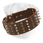 Bullmastiff Spiked & Studded Leather Dog Collar