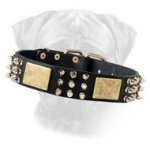 Decorated Leather Dog Collar for Bullmastiff Breed