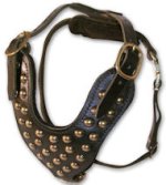 Two-Ply Latigo Dog Harness with Studs for BullMastiff
