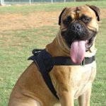 Patrol and Tracking harness for Bullmastiff